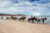 Hacienda Macanao atrae turistas a un desierto con caballos y avestruces